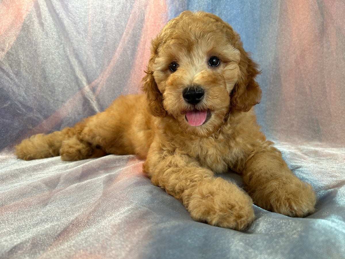 Male Miniature Goldendoodle for Sale in Iowa DOB 7-13-2023 $1200